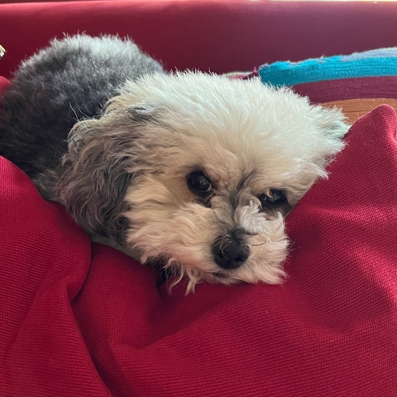 Meet your Posher, Oliviaodc - Picture 9 of 10